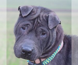 Chinese Shar-Pei Dogs for adoption in Huntley, IL, USA