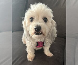 Cereza (Cherry) - Female Shih Apso Dog for Adoption - Photo #5