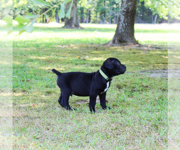 Medium Photo #3 Cane Corso Puppy For Sale in ABERDEEN, MS, USA