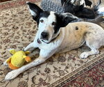 Small Photo #10 Mutt Puppy For Sale in Rootstown, OH, USA