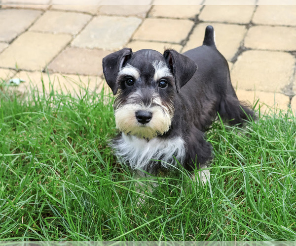 Medium Photo #1 Schnauzer (Miniature) Puppy For Sale in SYRACUSE, IN, USA