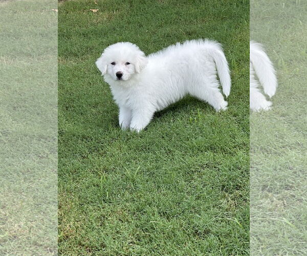 Medium Photo #3 Great Pyrenees Puppy For Sale in Spring, TX, USA