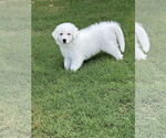 Small #2 Great Pyrenees