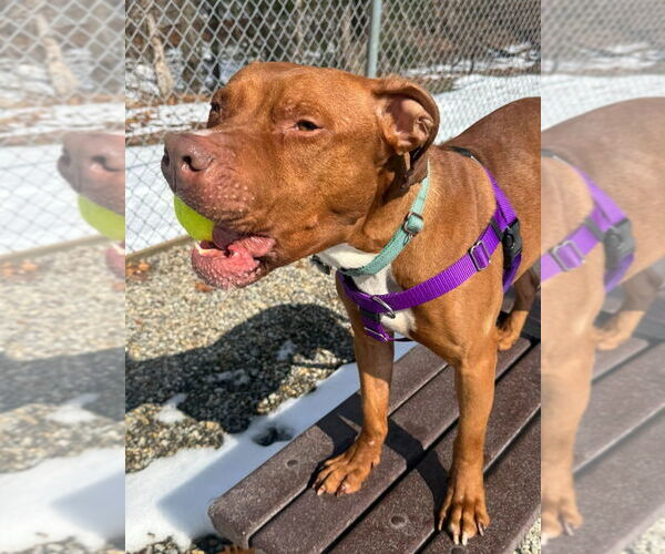 Medium Photo #3 American Staffordshire Terrier Puppy For Sale in Sayreville, NJ, NJ, USA