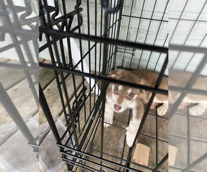 Alaskan Husky-Labrador Retriever Mix Puppy for sale in INDIANAPOLIS, IN, USA