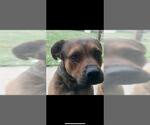 Small American Staffordshire Terrier