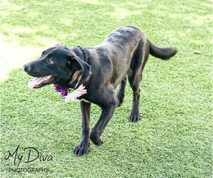Labrador Retriever-Unknown Mix Dogs for adoption in San Diego, CA, USA