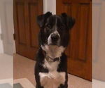 Small #2 Border Collie