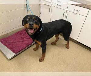 Rottweiler Dogs for adoption in Santa Maria, CA, USA