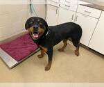 Small Rottweiler