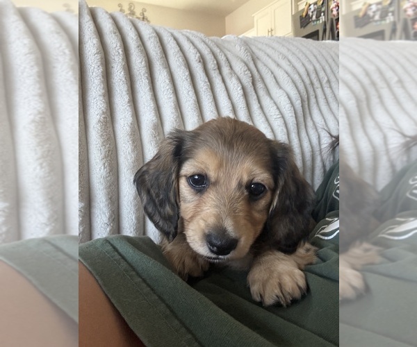 Medium Photo #1 Dachshund Puppy For Sale in SALEM, OR, USA