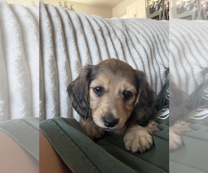 Dachshund Puppy for sale in SALEM, OR, USA