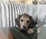 Small Dachshund