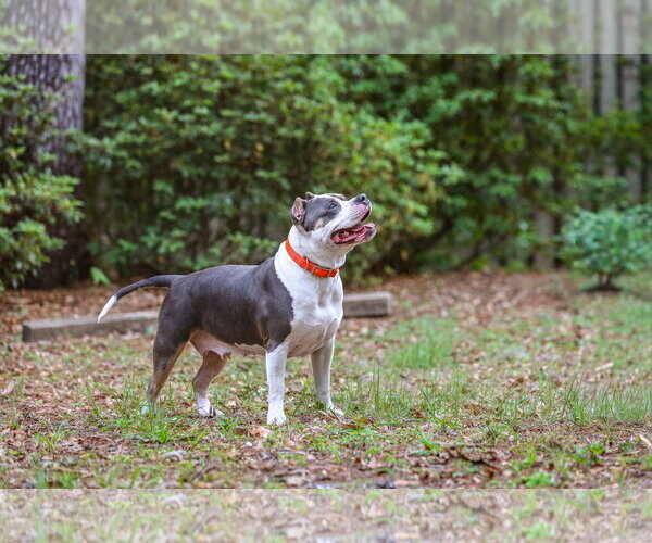 Medium Photo #7 American Staffordshire Terrier-Unknown Mix Puppy For Sale in  Gainesville, FL, USA