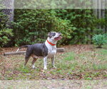 Small #6 American Staffordshire Terrier Mix