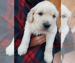 Puppy Black White English Cream Golden Retriever