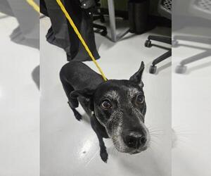 Mutt Dogs for adoption in Temple, TX, USA