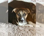 Small Jack Russell Terrier