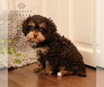Small Photo #4 Cavapoo Puppy For Sale in NARVON, PA, USA