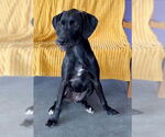 Small #1 Labrador Retriever Mix