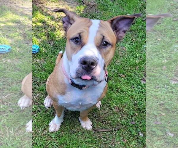 Medium Photo #2 American Pit Bull Terrier-Unknown Mix Puppy For Sale in Millersville, MD, USA