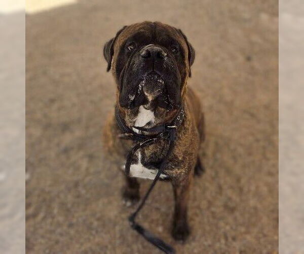 Medium Photo #2 Bullmastiff Puppy For Sale in Vail, AZ, USA