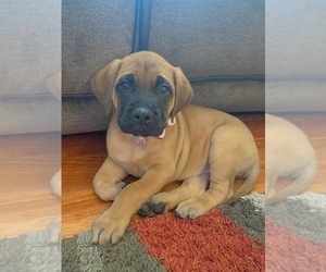 Doubull-Mastiff Puppy for sale in DEPTFORD TOWNSHIP, NJ, USA