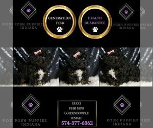 Goldendoodle (Miniature) Puppy for sale in WARSAW, IN, USA