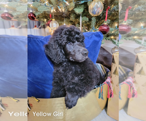 Poodle (Standard) Puppy for sale in WESLEY CHAPEL, FL, USA
