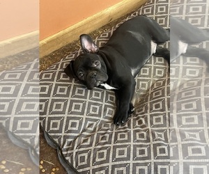 Faux Frenchbo Bulldog Puppy for Sale in GREENVILLE, Texas USA