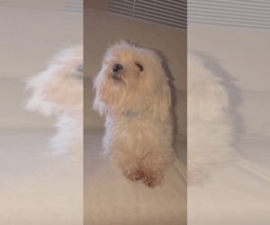Father of the Maltese puppies born on 07/22/2026