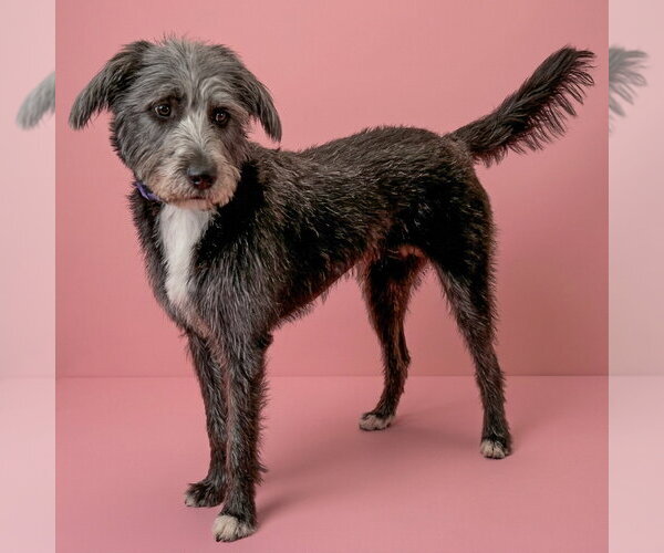 Medium Photo #4 Mutt Puppy For Sale in Huntley, IL, USA