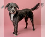 Small #3 Mutt