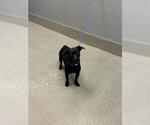 Small Chihuahua Mix