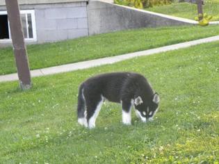 Siberian Husky Puppy for sale in WARREN, OH, USA