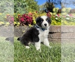 Small #5 Miniature Australian Shepherd