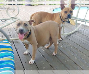 Bonnie (bonded to Clyde) - Female Boxer Dog for Adoption - Photo #5