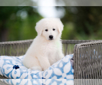 Small Photo #3 Great Pyrenees Puppy For Sale in CONWAY, MO, USA