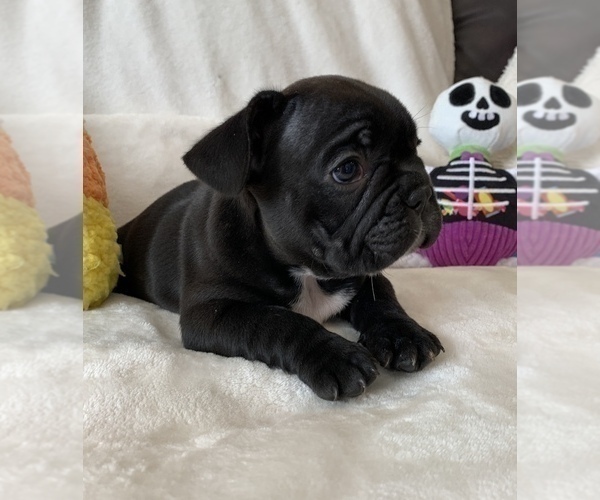 Medium Photo #12 French Bulldog Puppy For Sale in JOHNS ISLAND, SC, USA