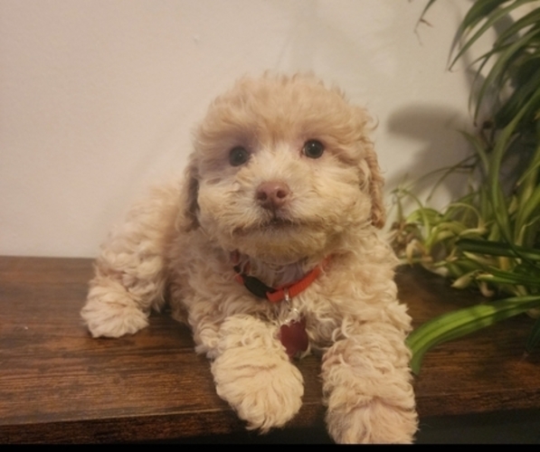Medium Photo #1 Poodle (Miniature)-Poodle (Toy) Mix Puppy For Sale in INDIANAPOLIS, IN, USA