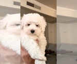 Puppy Luna Maltipoo