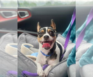 Chihuahua-Unknown Mix Dogs for adoption in Rockaway, NJ, USA
