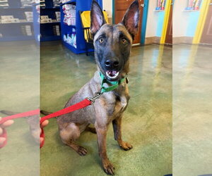 Charisma - WI - Female Mutt Dog for Adoption - Photo #15