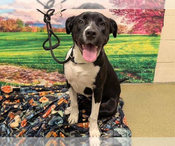 Medium Photo #1 American Pit Bull Terrier-Labrador Retriever Mix Puppy For Sale in Moreno Valley, CA, USA