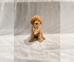 Puppy Leo Poodle (Miniature)