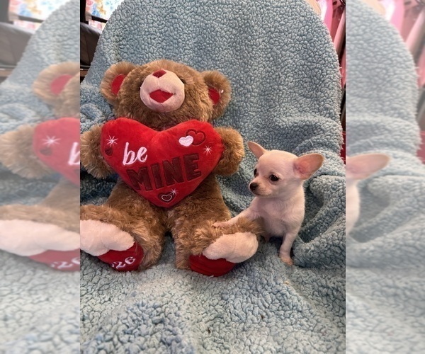 Medium Photo #8 Chihuahua Puppy For Sale in SHERMAN, TX, USA