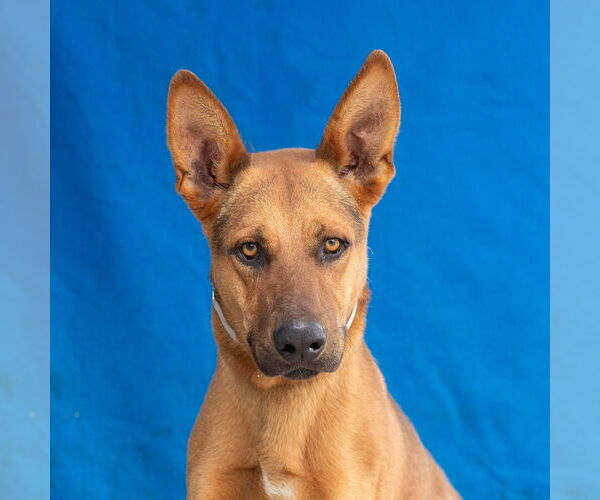 Medium Photo #1 German Shepherd Dog-Unknown Mix Puppy For Sale in Pasadena, CA, USA