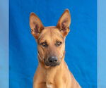 Small German Shepherd Dog Mix