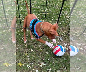 Penny Sue - Female American Pit Bull Terrier-Unknown Mix Dog for Adoption - Photo #3