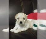 Small Photo #1 Goldendoodle-Poodle (Miniature) Mix Puppy For Sale in NORTH LIBERTY, IN, USA